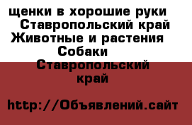 щенки в хорошие руки  - Ставропольский край Животные и растения » Собаки   . Ставропольский край